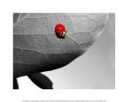 Ladybug on Gray Leaf