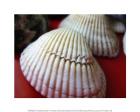 Scallop Shells