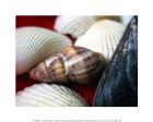 Snail Shell