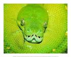 Emerald Tree Boa Snake Head