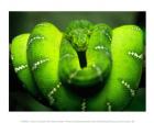Green Emerald Tree Python Snake