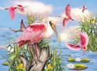 Roseate Spoonbill