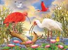 Scarlet And White Ibis