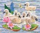 Cygnets Neighborhood Swim