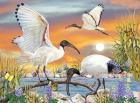 Sacred Ibis