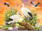 Storks