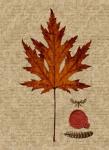 Leaf Study I