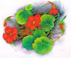 Nasturtiums