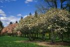 Row of Magnolia Trees Blooming in Spring, New York