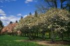Row of Magnolia Trees Blooming in Spring, New York