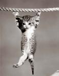 1950s Little Kitten Hanging From Rope