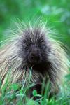 North American Porcupine Erethizon Dorsatum