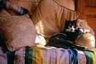 Tuxedo Cat Sitting On Sofa