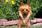 Australian Terrier In Front Of Flowers