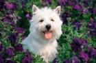 West Highland Terrier Sitting In Petunias