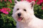 West Highland Terrier Head Shot