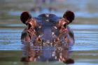 Hippopotamus Amphibius Peering Out From Water