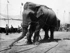 1930s Circus Elephant Draped In Chains
