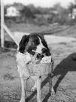 1930s Dog Holding Cat