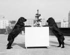 1930s Two Black Cocker Spaniels Standing