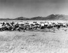 Movie Still Of The Starting Line Of Oklahoma Land Rush 1893