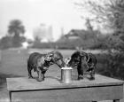 1890S Two Dachshund Puppies