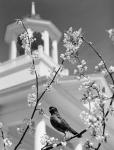 1950s Robin Perched On Blossoming