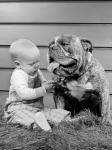 1950s 1960s Baby Sitting Playing With Bulldog