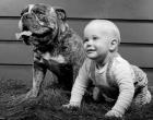 1950s 1960s Baby Seated Next To Bulldog In Grass