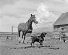1950s 1960s Black Dog Leading Horse By Holding Rope