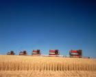 1970s Five Massey Ferguson Combines Harvesting Wheat Nebraska Usa