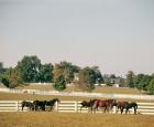 1990S Group Of Horses Beside White Pasture Fence