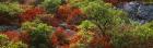 Trees in the forest, West Virginia