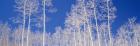 Low angle view of American aspen trees in the forest