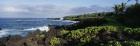 Plants on a rocky landscape, Maui, Hawaii