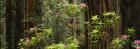 Redwood trees with pink flowers, Redwood National Park