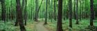 Walkway running through a forest