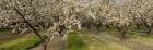 Almond Trees In A Row, Sacramento