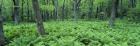 Fern Covered Forest Floor Shenandoah National Park