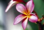 Close-up of a frangipani flower