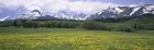 Wildflowers in a field with mountains, Montana