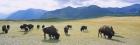 Herd of bisons grazing in a field, Alberta