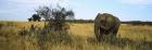 African elephant, Masai Mara National Reserve, Kenya