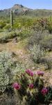 Organ Pipe Cactus, Arizona