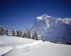 Trees on a snow covered landscape, Switzerland