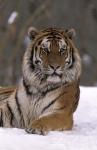 Siberian Tiger in the Snow