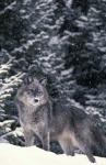 Winter Wolf