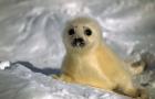 Baby Seal