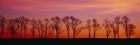 Silhouette of Locus trees in a countryside, Pennsylvania