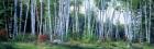 Downy birch trees in a forest, New Hampshire